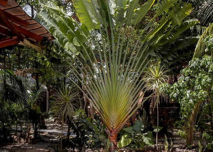 Botanica Tulum